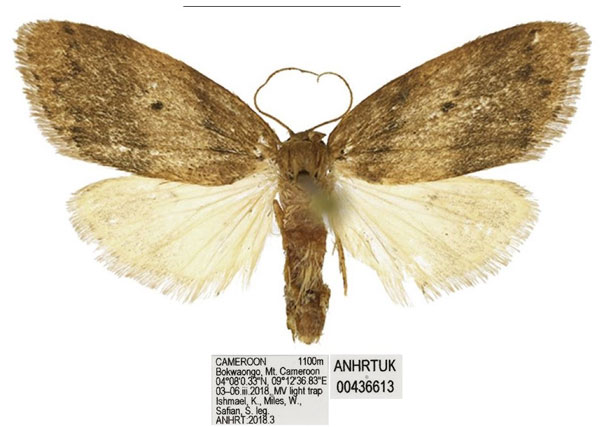 /filer/webapps/moths/media/images/B/bokwaongo_Spatulosia_PTF_ANHRT_02.jpg