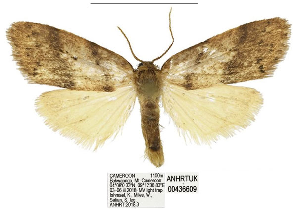 /filer/webapps/moths/media/images/B/bokwaongo_Spatulosia_PTM_ANHRT.jpg