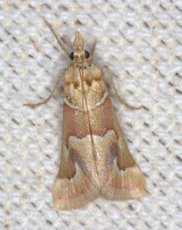 /filer/webapps/moths/media/images/B/bolinalis_Hypotia_A_Heyns_01.jpg