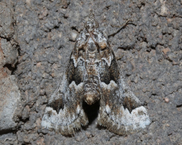 /filer/webapps/moths/media/images/B/bolinalis_Hypotia_A_Roland.jpg