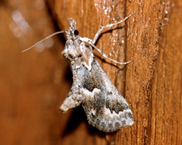 /filer/webapps/moths/media/images/B/bolinalis_Hypotia_A_Roland_01.jpg