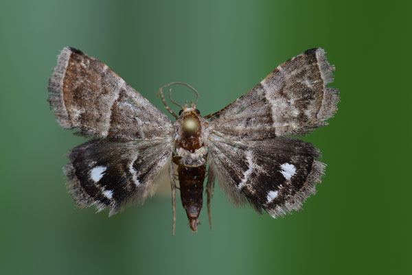 /filer/webapps/moths/media/images/B/bolinia_Eublemma_A_Butler.jpg