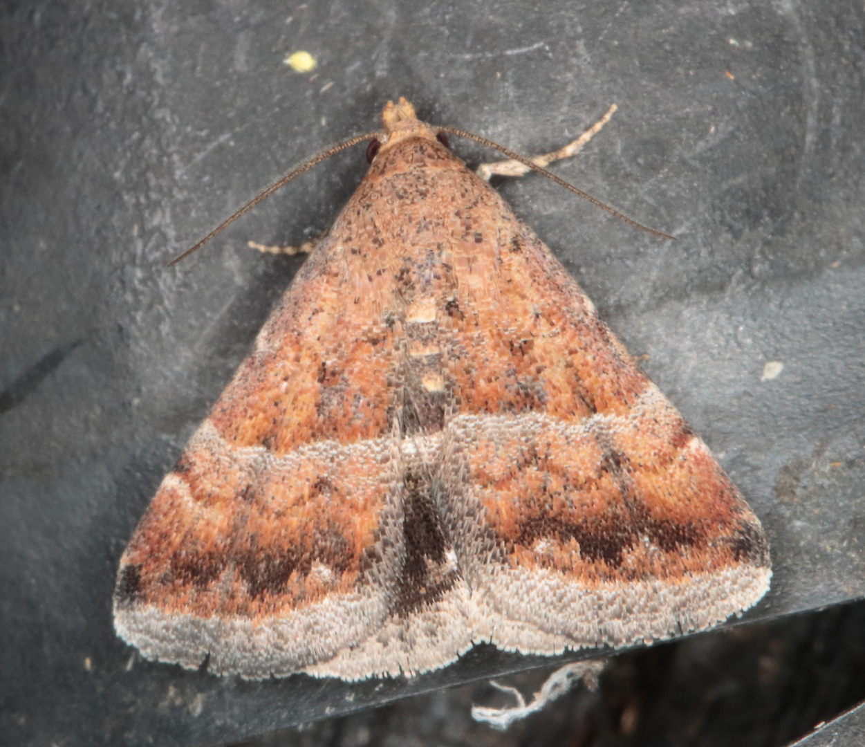 /filer/webapps/moths/media/images/B/bolinia_Eublemma_A_Heyns_01.JPG