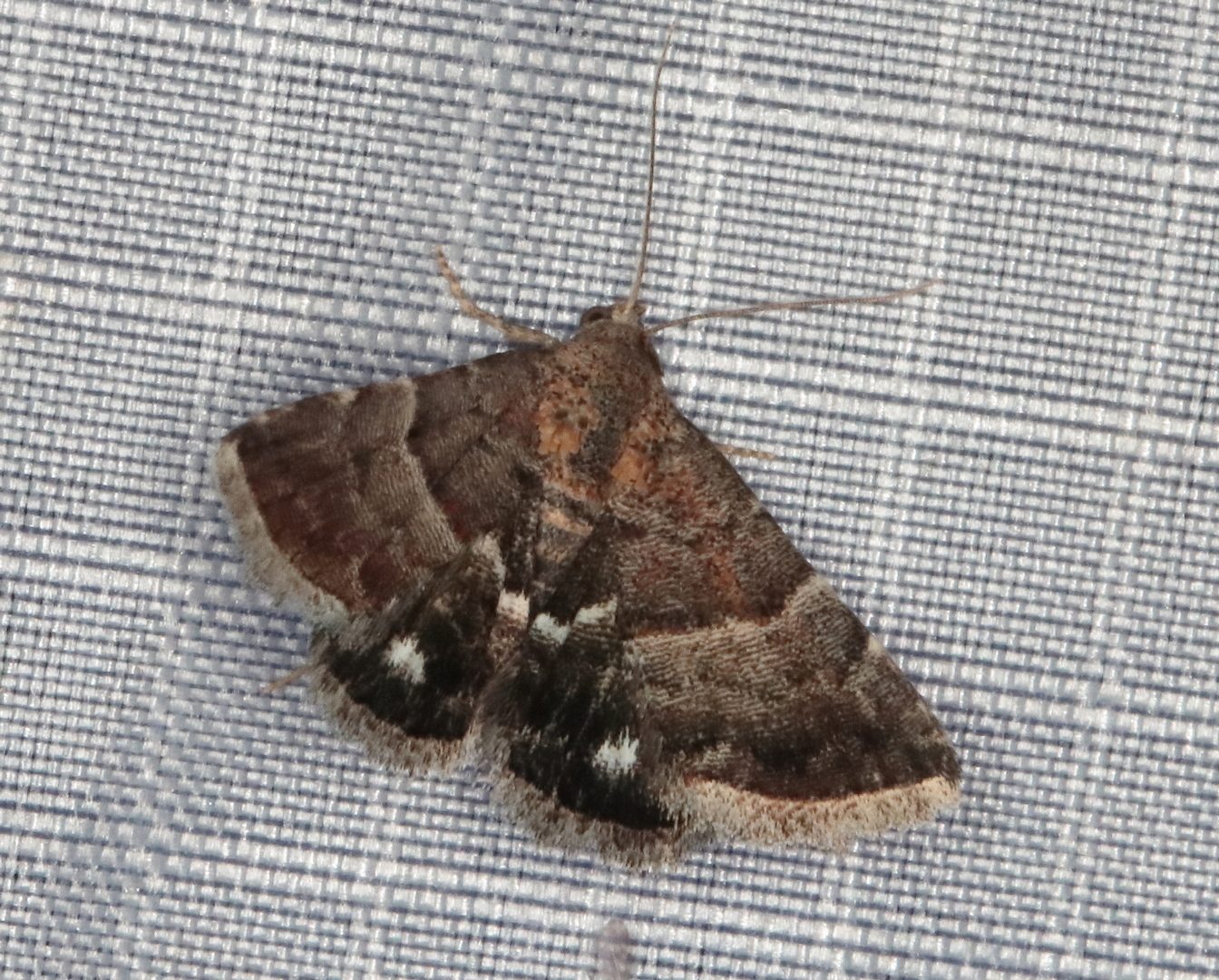 /filer/webapps/moths/media/images/B/bolinia_Eublemma_A_Heyns_02.JPG