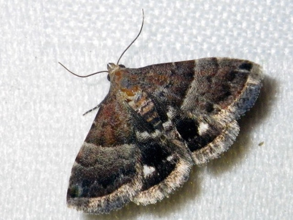 /filer/webapps/moths/media/images/B/bolinia_Eublemma_A_Liebenberg.jpg