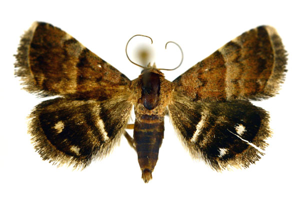 /filer/webapps/moths/media/images/B/bolinia_Eublemma_A_NHMO.jpg