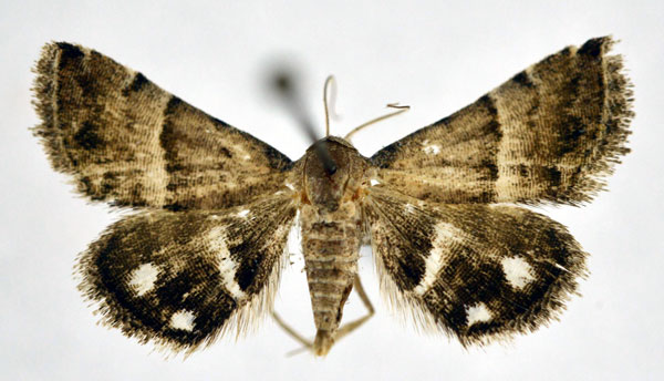 /filer/webapps/moths/media/images/B/bolinia_Eublemma_A_NHMO_02.jpg