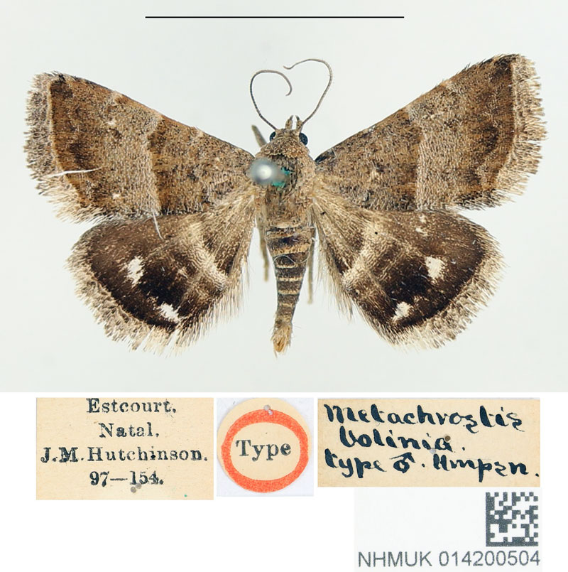/filer/webapps/moths/media/images/B/bolinia_Metachrostis_HT_BMNH.jpg