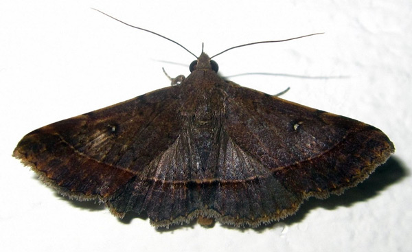 /filer/webapps/moths/media/images/B/bolinoides_Hypospila_A_Bippus.jpg