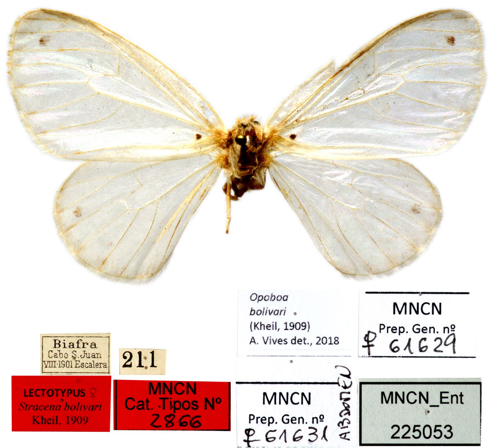 /filer/webapps/moths/media/images/B/bolivari_Stracena_HT_MNCN.jpg