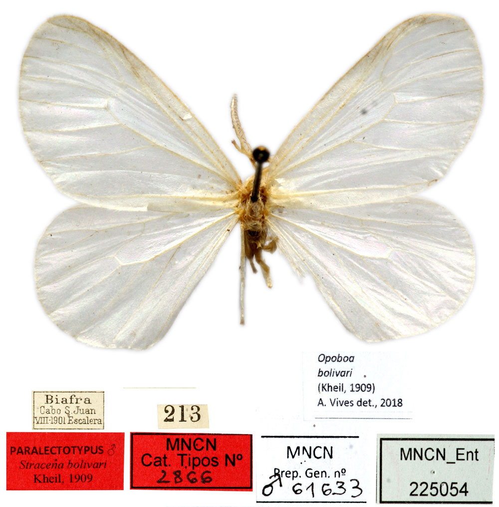 /filer/webapps/moths/media/images/B/bolivari_Stracena_PLT_MNCN.jpg