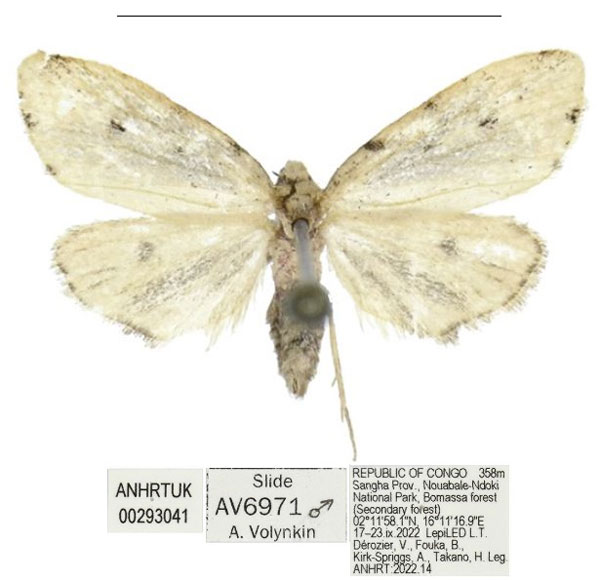 /filer/webapps/moths/media/images/B/bomassa_Siccia_HT_ANHRT.jpg