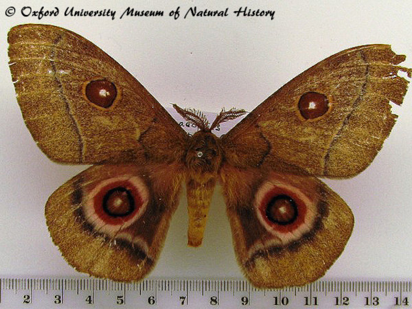 /filer/webapps/moths/media/images/B/bomfordi_Bunaeopsis_A_OUMNH.jpg