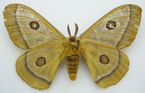 /filer/webapps/moths/media/images/B/bomfordi_Bunaeopsis_PTM_NHMUKb.jpg