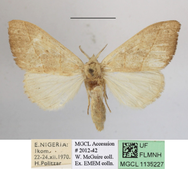 /filer/webapps/moths/media/images/B/bonaberiensis_Dasychira_A_MGCLa_01.JPG