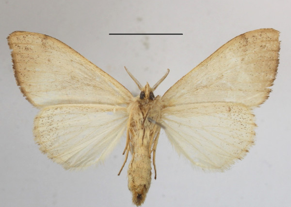 /filer/webapps/moths/media/images/B/bonaberiensis_Dasychira_A_MGCLb_01.JPG