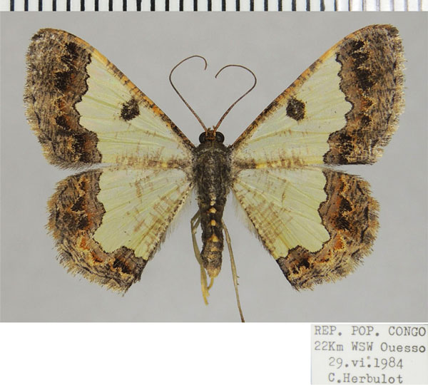 /filer/webapps/moths/media/images/B/bonaberiensis_Zamarada_AF_ZSM.jpg