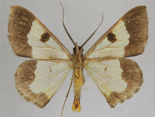 /filer/webapps/moths/media/images/B/bonaberiensis_Zamarada_AM_ZSMb.jpg