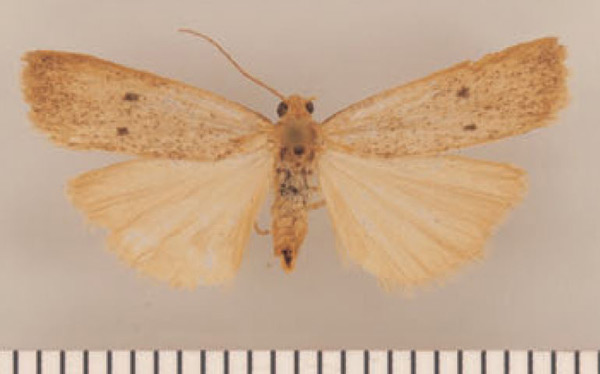 /filer/webapps/moths/media/images/B/bonaspei_Lysceia_HT_TMSA.jpg