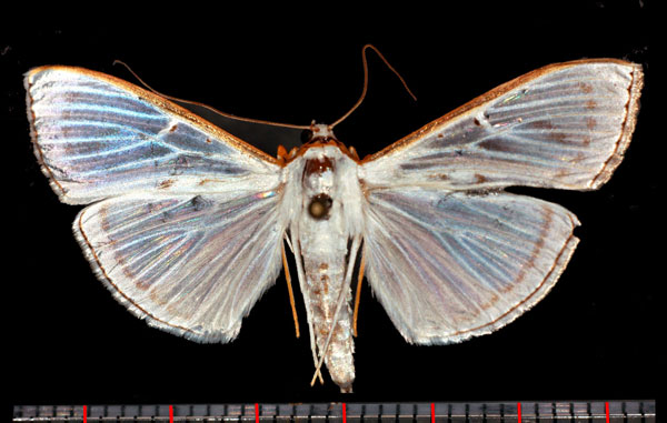 /filer/webapps/moths/media/images/B/bonjongalis_Palpita_AM_Poltavsky.jpg