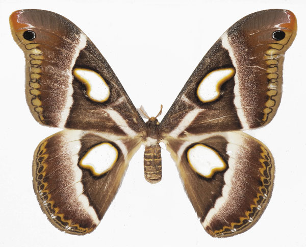 /filer/webapps/moths/media/images/B/boolana_Epiphora_AF_Basquin.jpg