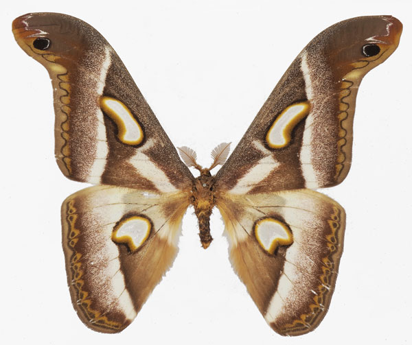 /filer/webapps/moths/media/images/B/boolana_Epiphora_AM_Basquina.jpg