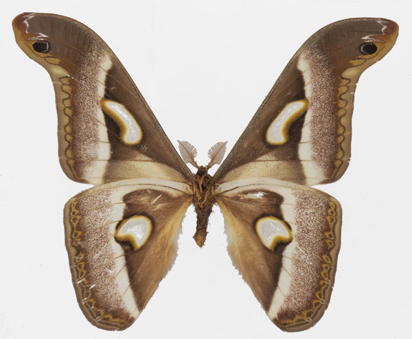 /filer/webapps/moths/media/images/B/boolana_Epiphora_AM_Basquinb.jpg