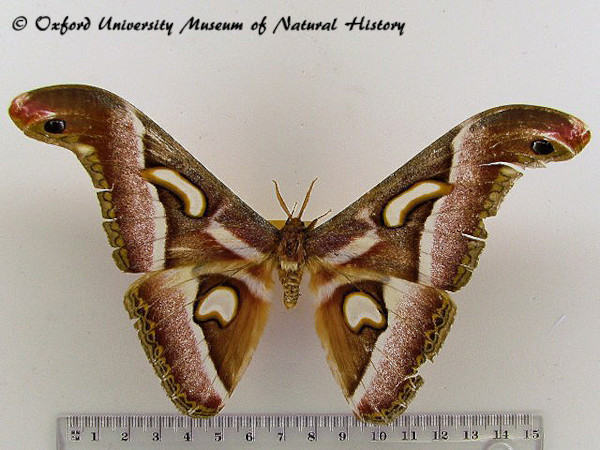 /filer/webapps/moths/media/images/B/boolana_Epiphora_A_OUMNH.jpg