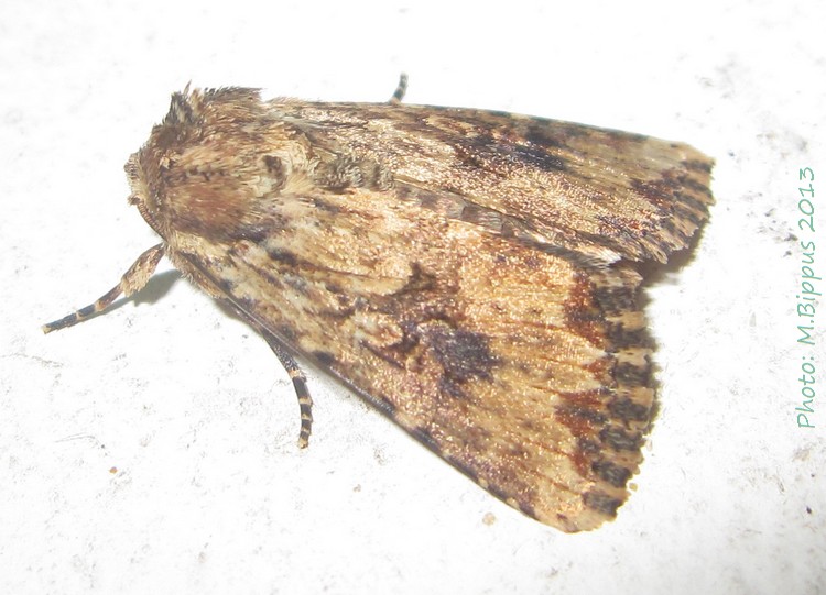 /filer/webapps/moths/media/images/B/borbonensis_Leucania_A_Bippus_01.jpg