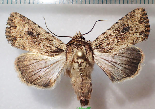 /filer/webapps/moths/media/images/B/borbonensis_Mythimna_A_Bippus.jpg