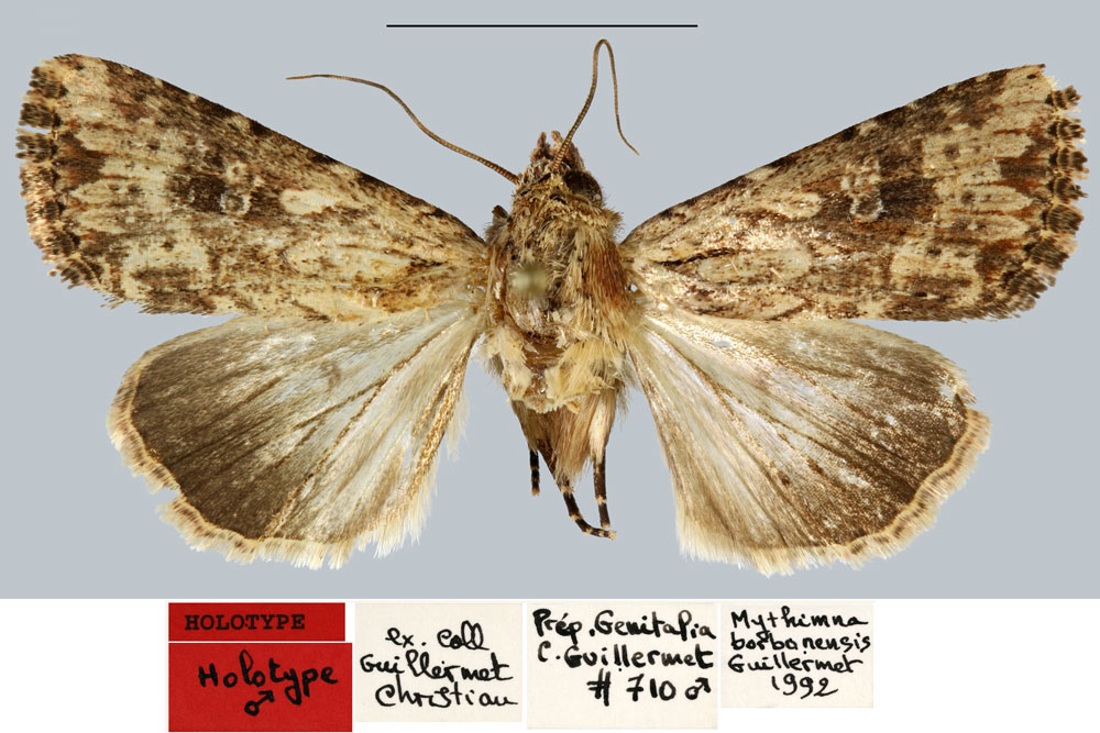 /filer/webapps/moths/media/images/B/borbonensis_Mythimna_HT_MNHN.jpg