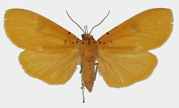 /filer/webapps/moths/media/images/B/borbonica_Asota_AF_Basquina.jpg