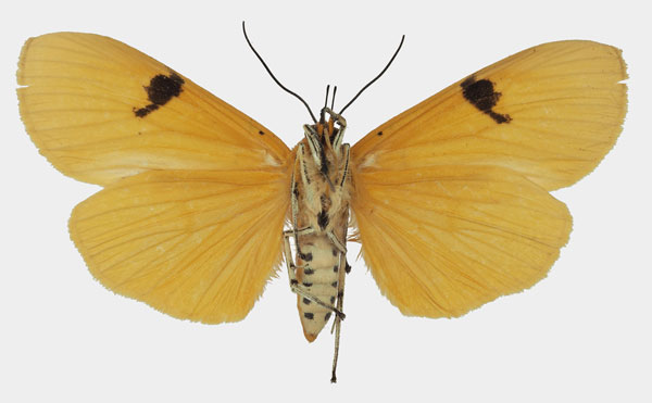 /filer/webapps/moths/media/images/B/borbonica_Asota_AF_Basquinb.jpg