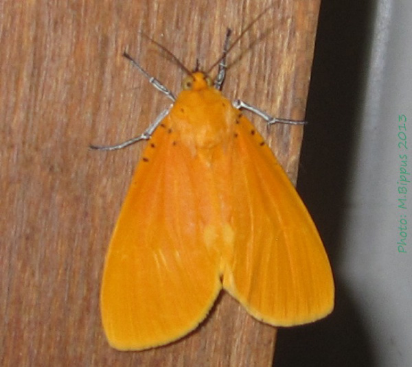 /filer/webapps/moths/media/images/B/borbonica_Asota_AF_Bippus.jpg