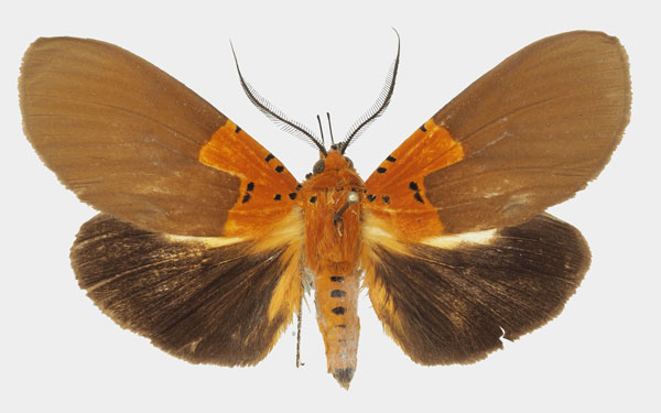 /filer/webapps/moths/media/images/B/borbonica_Asota_AM_Basquina.jpg