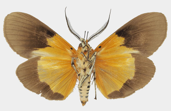 /filer/webapps/moths/media/images/B/borbonica_Asota_AM_Basquinb.jpg