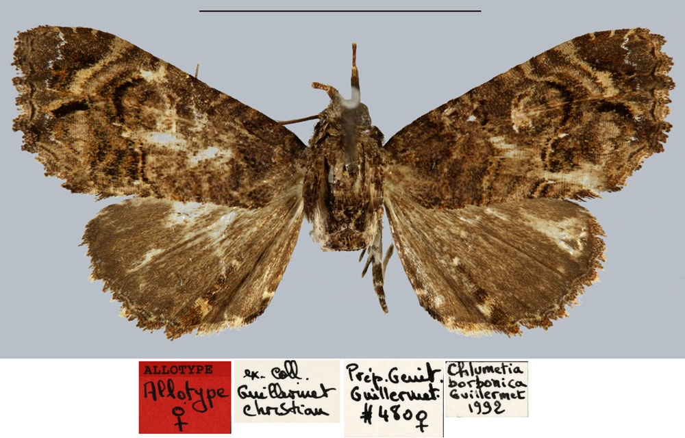 /filer/webapps/moths/media/images/B/borbonica_Chlumetia_AT_MNHN.jpg
