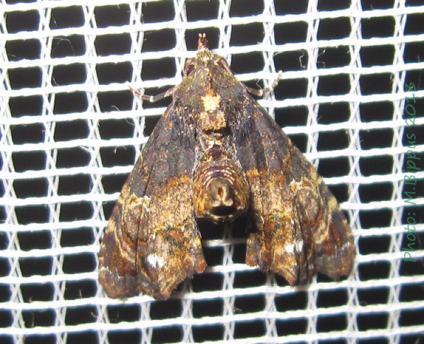 /filer/webapps/moths/media/images/B/borbonica_Chlumetia_A_Bippus.jpg