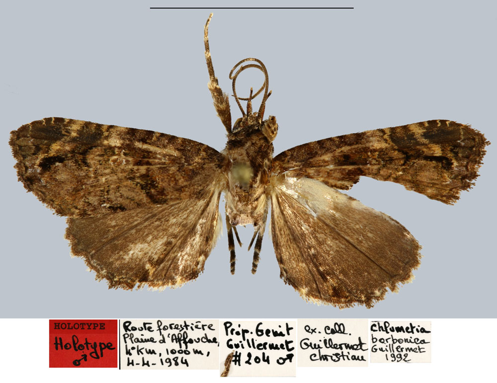 /filer/webapps/moths/media/images/B/borbonica_Chlumetia_HT_MNHN.jpg