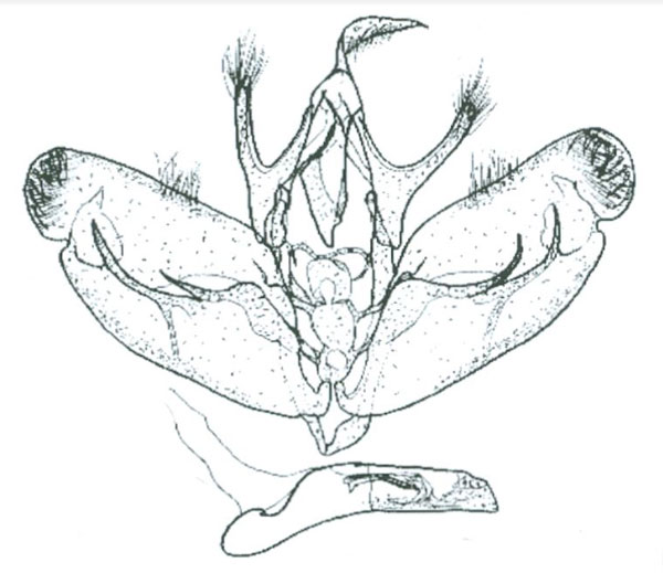 /filer/webapps/moths/media/images/B/borbonica_Euplexia_GM_Guillermet.jpg