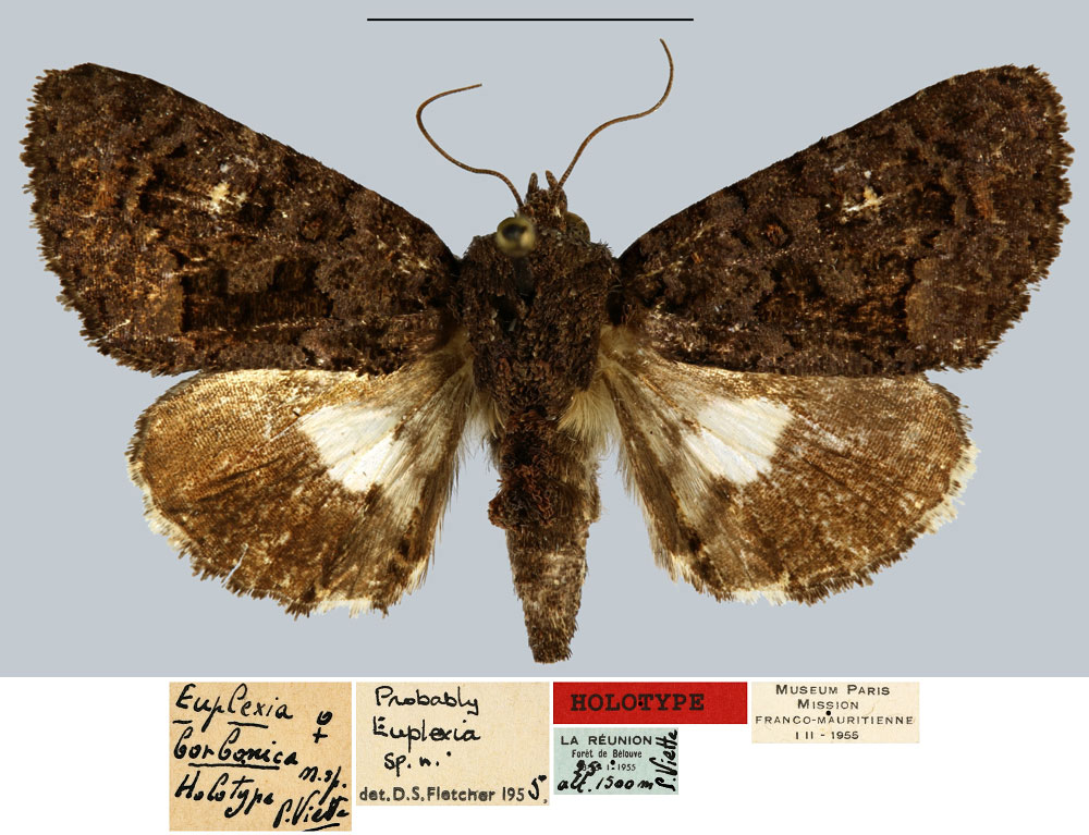 /filer/webapps/moths/media/images/B/borbonica_Euplexia_HT_MNHN.jpg