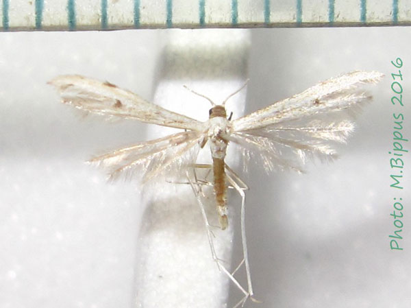 /filer/webapps/moths/media/images/B/borbonicus_Hellinsia_AF_Bippus.jpg