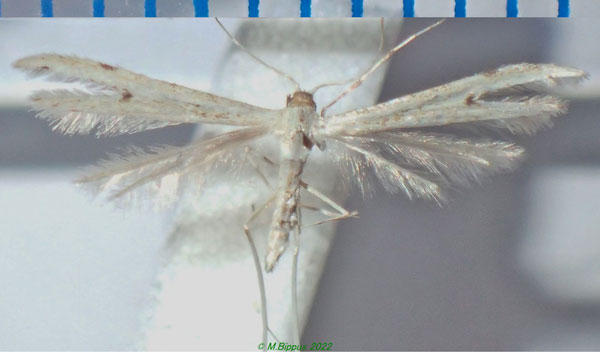 /filer/webapps/moths/media/images/B/borbonicus_Hellinsia_A_Bippus.jpg
