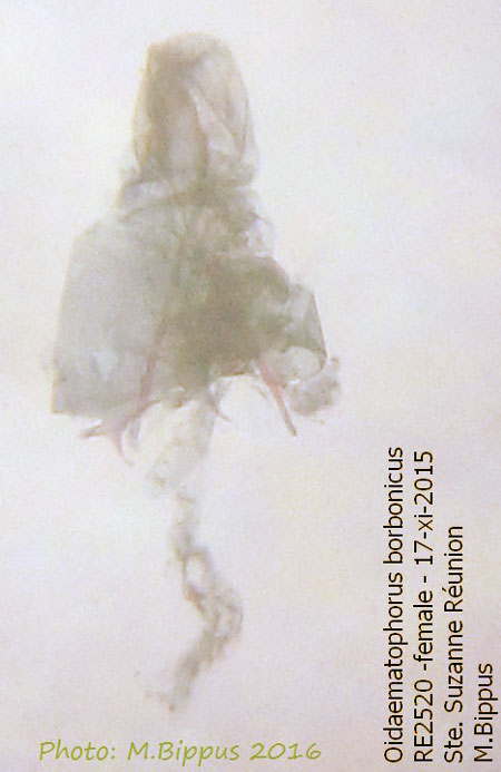 /filer/webapps/moths/media/images/B/borbonicus_Hellinsia_GF_Bippus.jpg