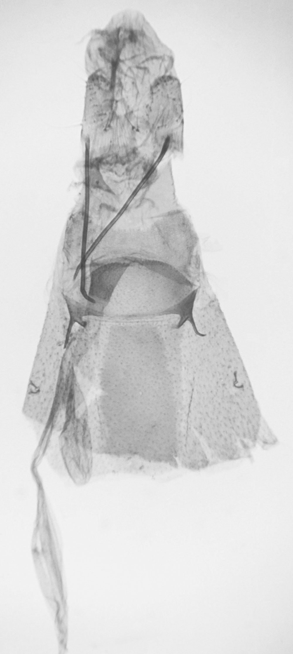 /filer/webapps/moths/media/images/B/borbonicus_Leioptilus_GFPT_MNHN.jpg