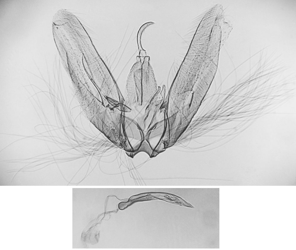/filer/webapps/moths/media/images/B/borbonicus_Leioptilus_GMHT_MNHN_3961.jpg