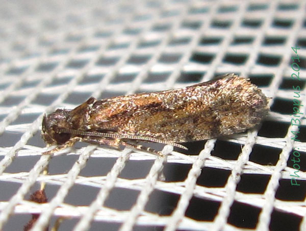 /filer/webapps/moths/media/images/B/borboniella_Protaphreutis_A_Bippus.jpg
