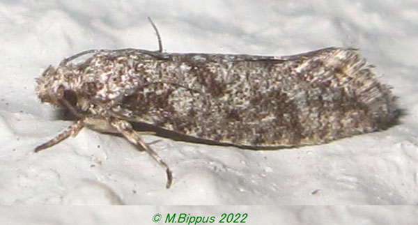 /filer/webapps/moths/media/images/B/borboniella_Protaphreutis_A_Bippus_02.jpg
