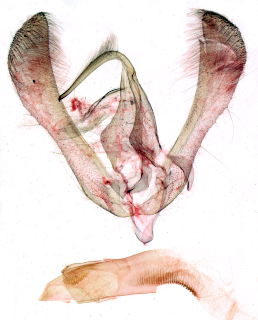 /filer/webapps/moths/media/images/B/bordati_Raghuva_GMHT_MNHN_BL1085.jpg
