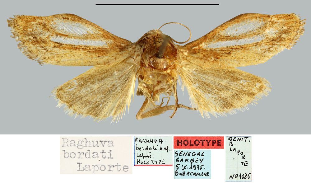 /filer/webapps/moths/media/images/B/bordati_Raghuva_HT_MNHN.jpg